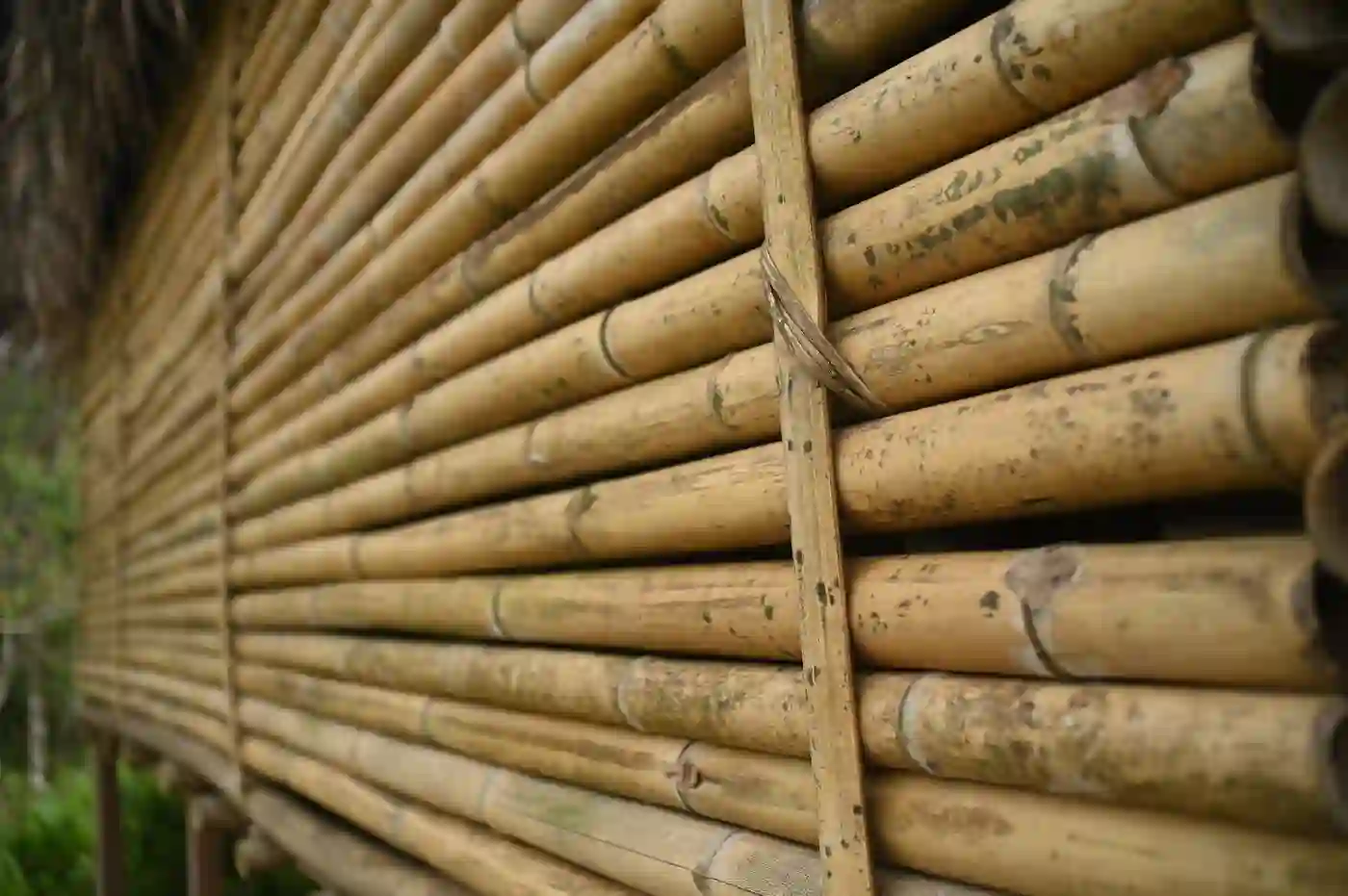 Stacked bamboo poles of a Temiar house
