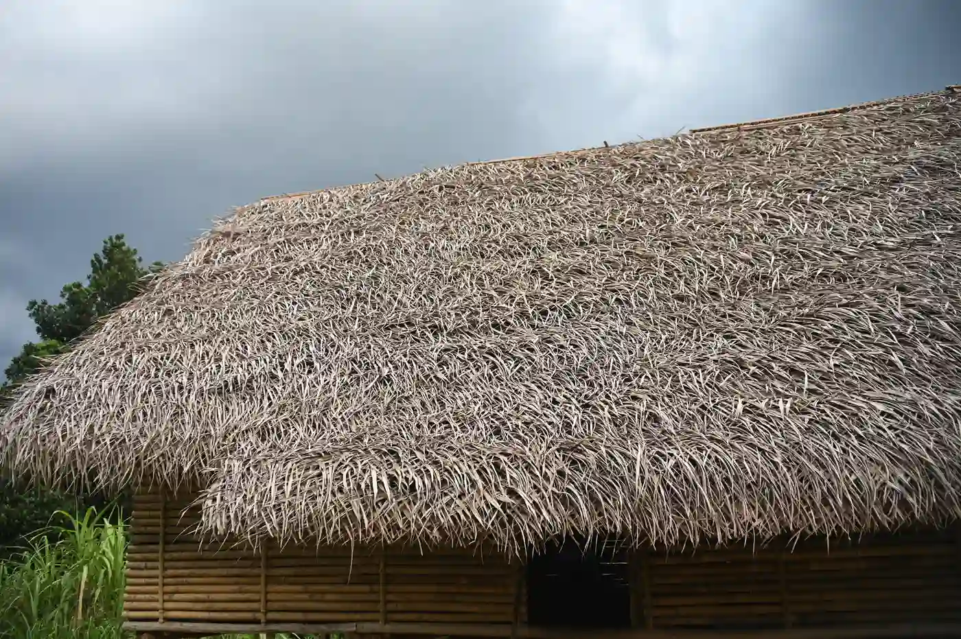 The palm-leaf roof of a Temiar house